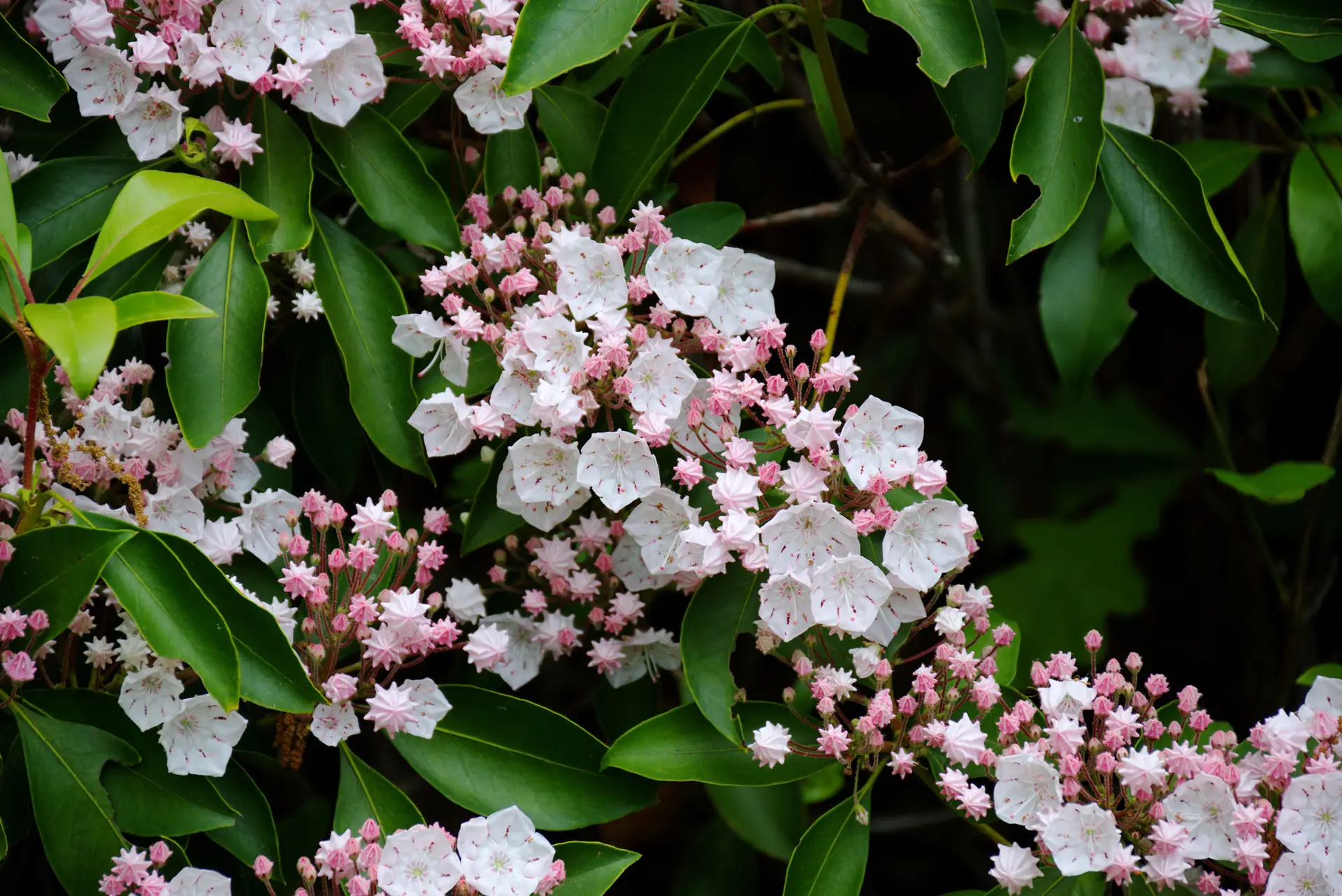 Mountain laurel, white cup-shaped flowers opening from clusters of pink buds