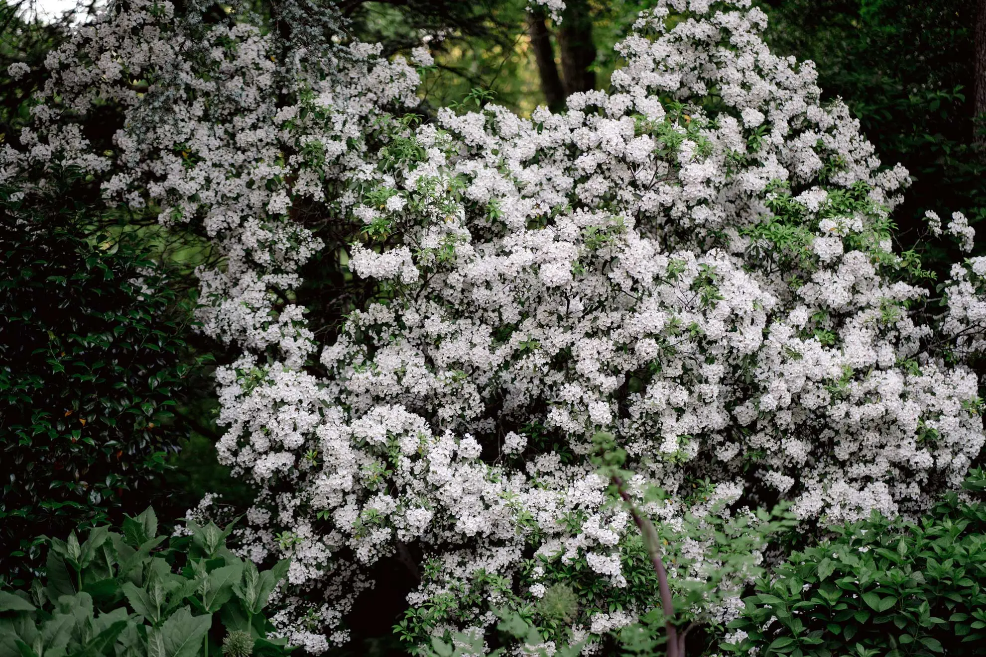 Mountain laurel, a large shrub covered in white flowers at Mt. Cuba Center in late May