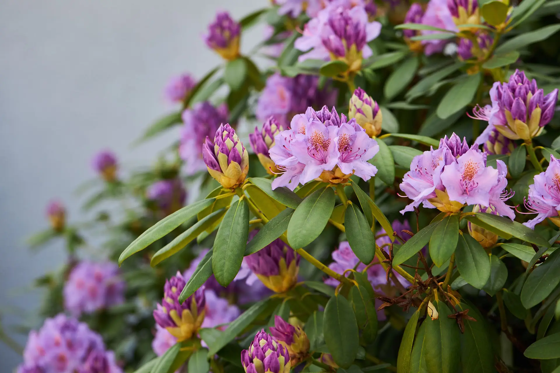 Mountain rosebay (Catawba rhododendron) with lilac-purple flower clusters opening from dark purple buds