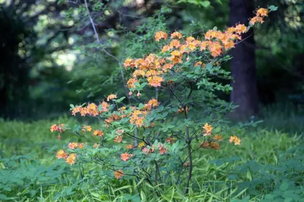 Native Azaleas - A Beginner's Guide | The Plant Native