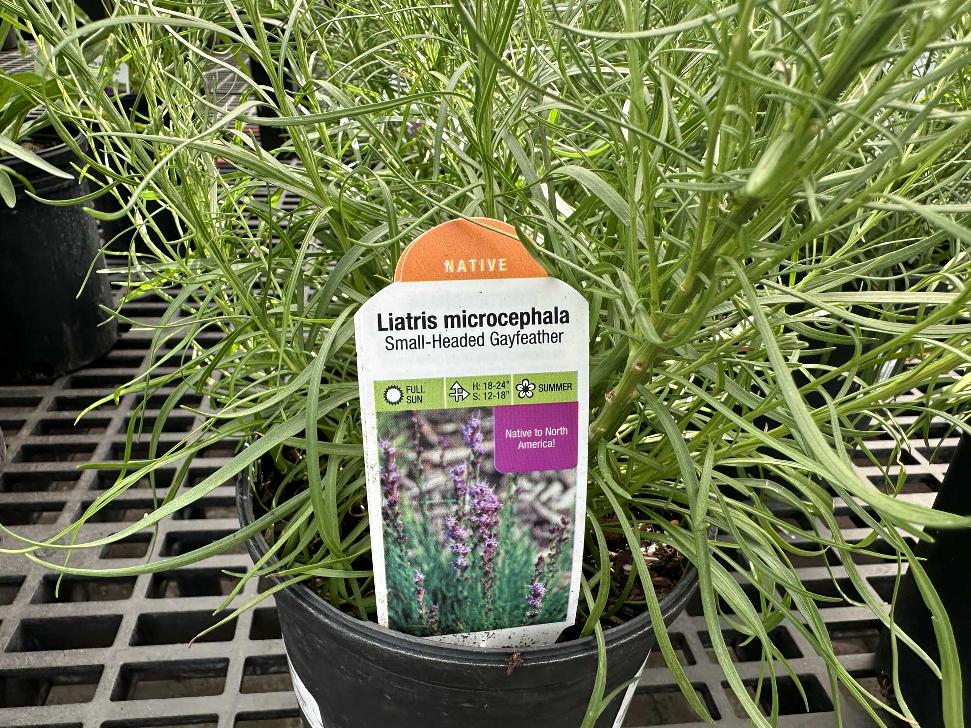 Small-headed blazing star in a nursery pot with its ‘Liatris microcephala’ tag