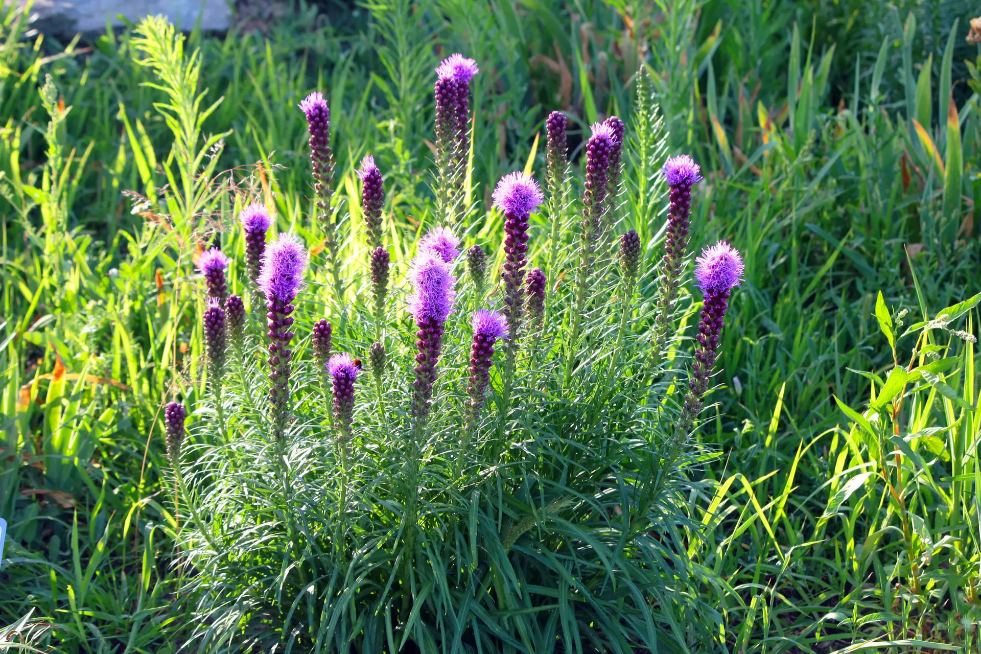 ‘Kobold’ blazing star, a compact clump of short purple flower spikes