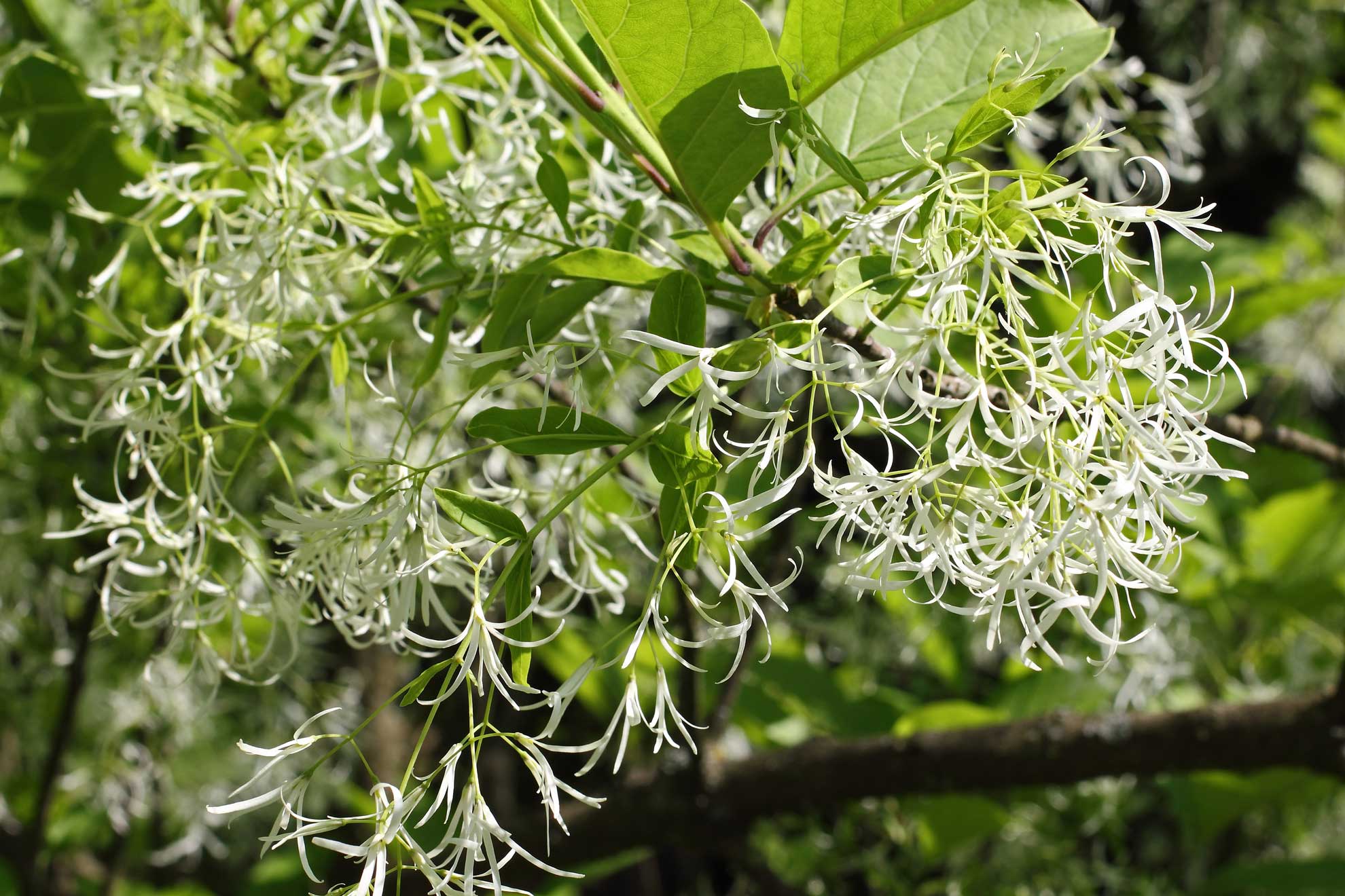 Native Fringe Tree Beauty and Benefits The Plant Native