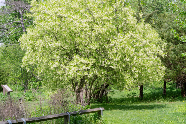 North-american-fringe-tree-in-bloom - the Plant Native