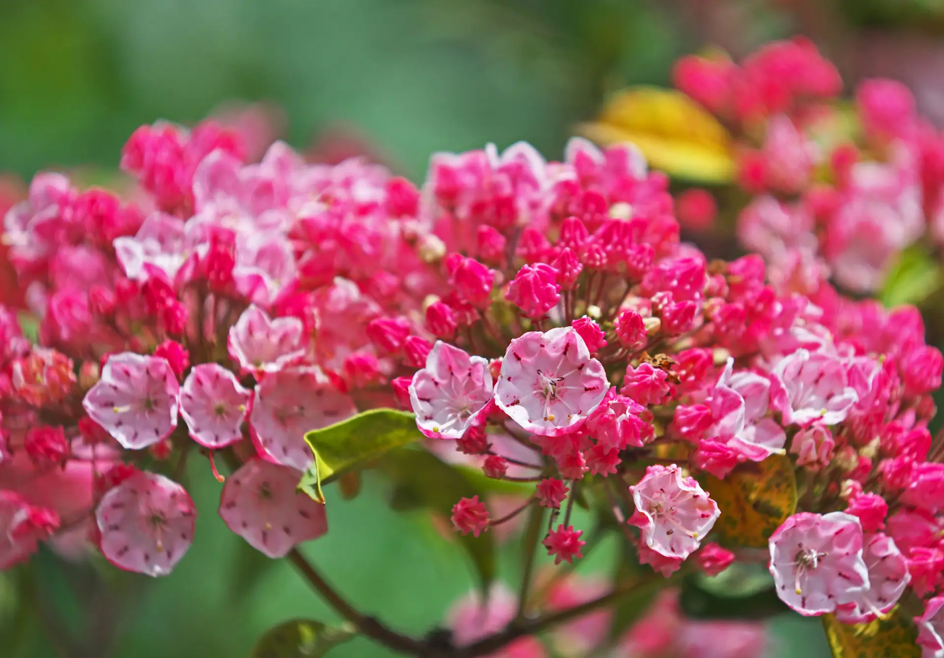 ‘Olympic Fire’ mountain laurel, deep red-pink buds opening to pale pink flowers