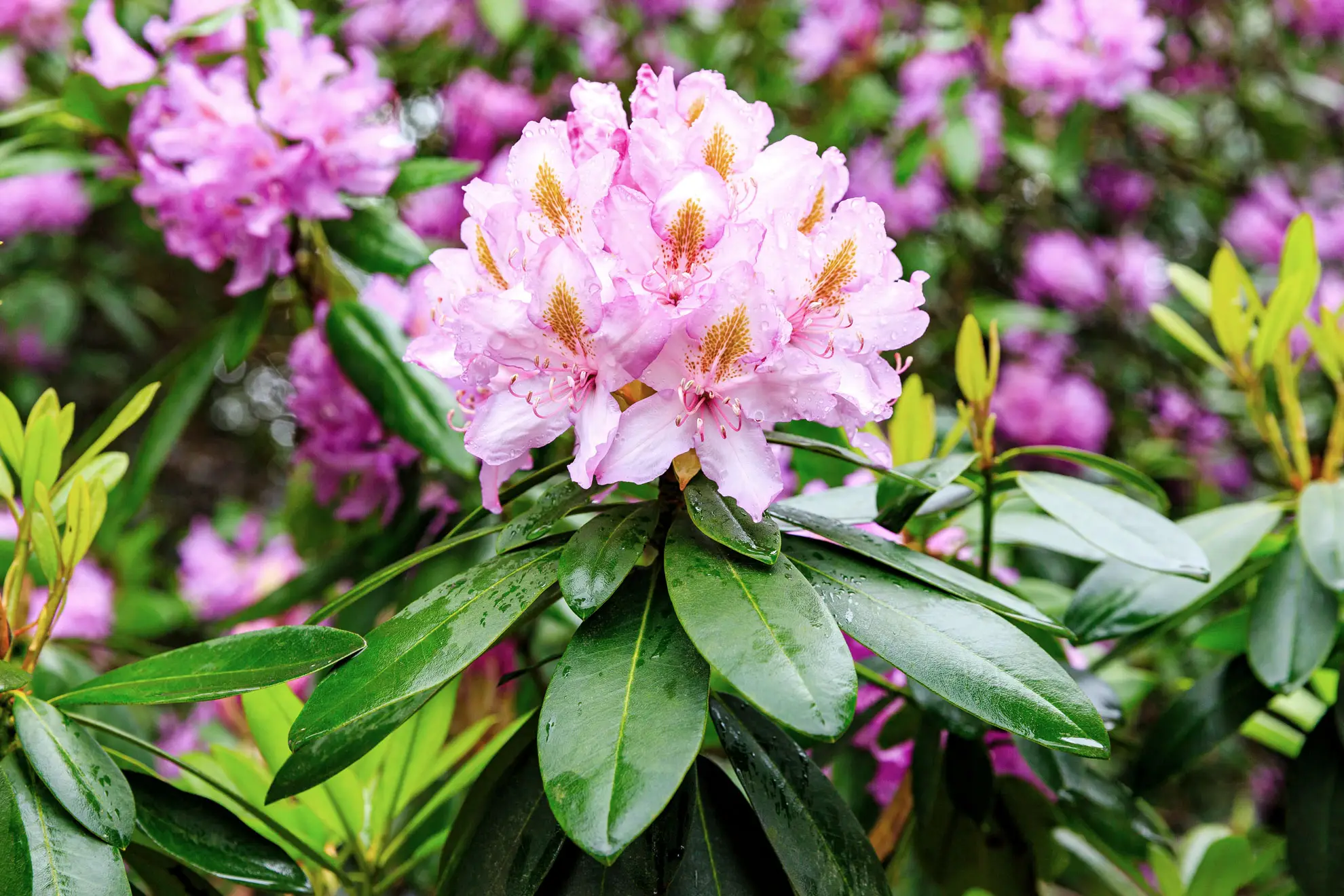 Pacific rhododendron, a pale pink flower cluster with gold-spotted petals among glossy leaves