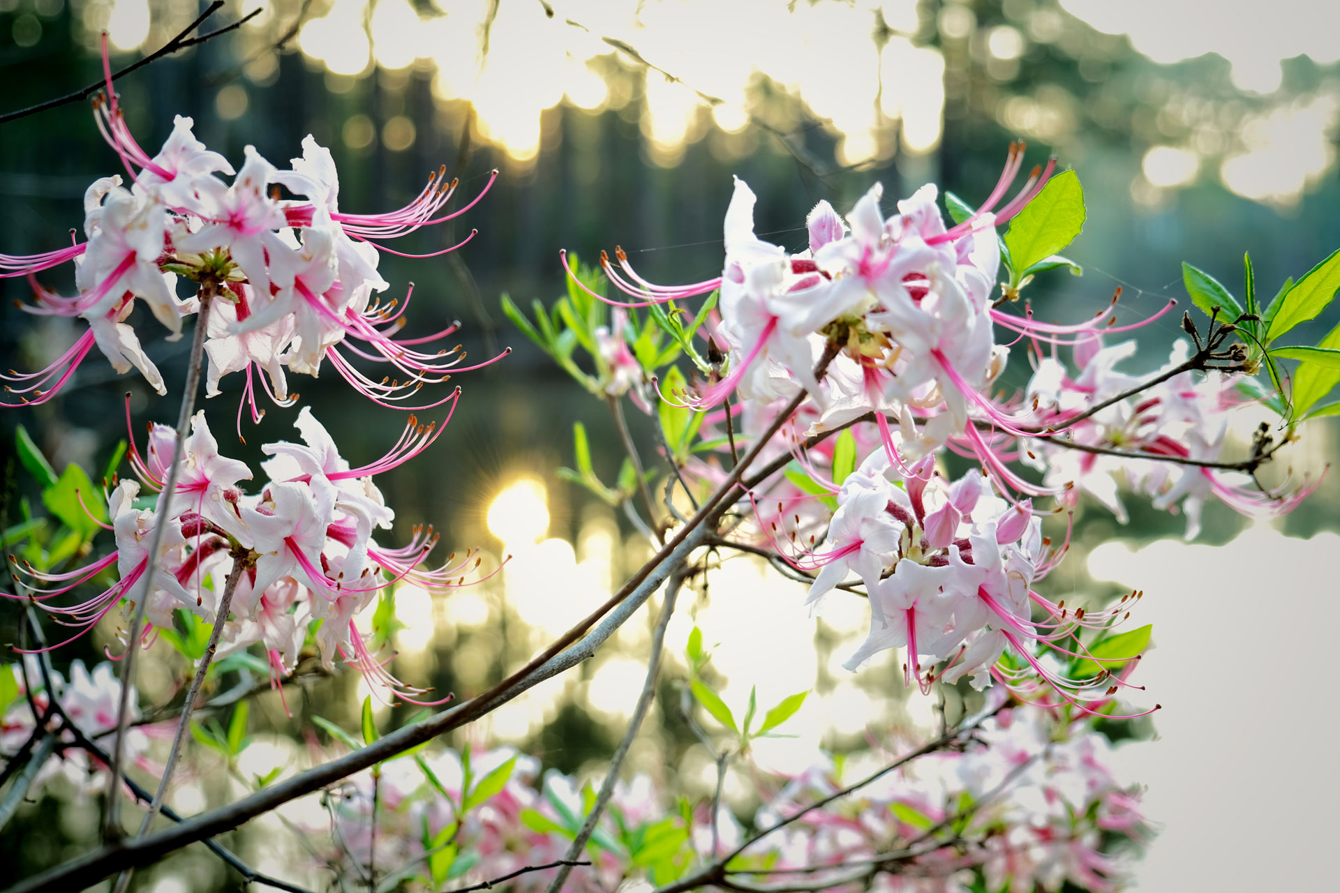 The Beauty and Benefits of Native Azaleas The Plant Native