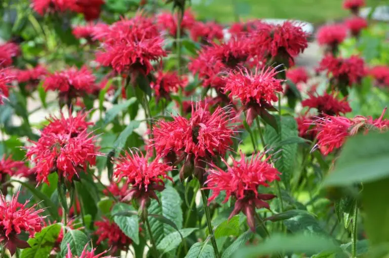 Detail of a patch of scarlet bee balm in bloom.