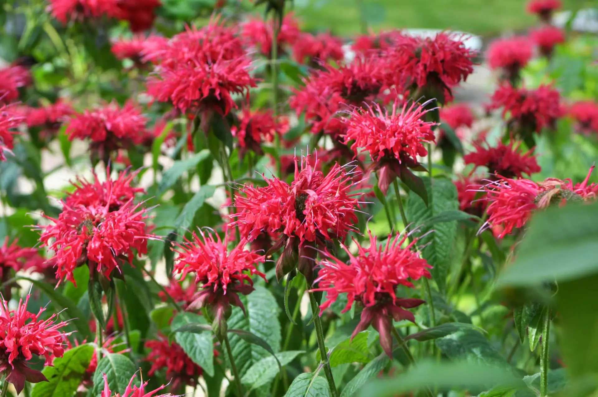 Scarlet bee balm, a patch of shaggy red flowers in bloom