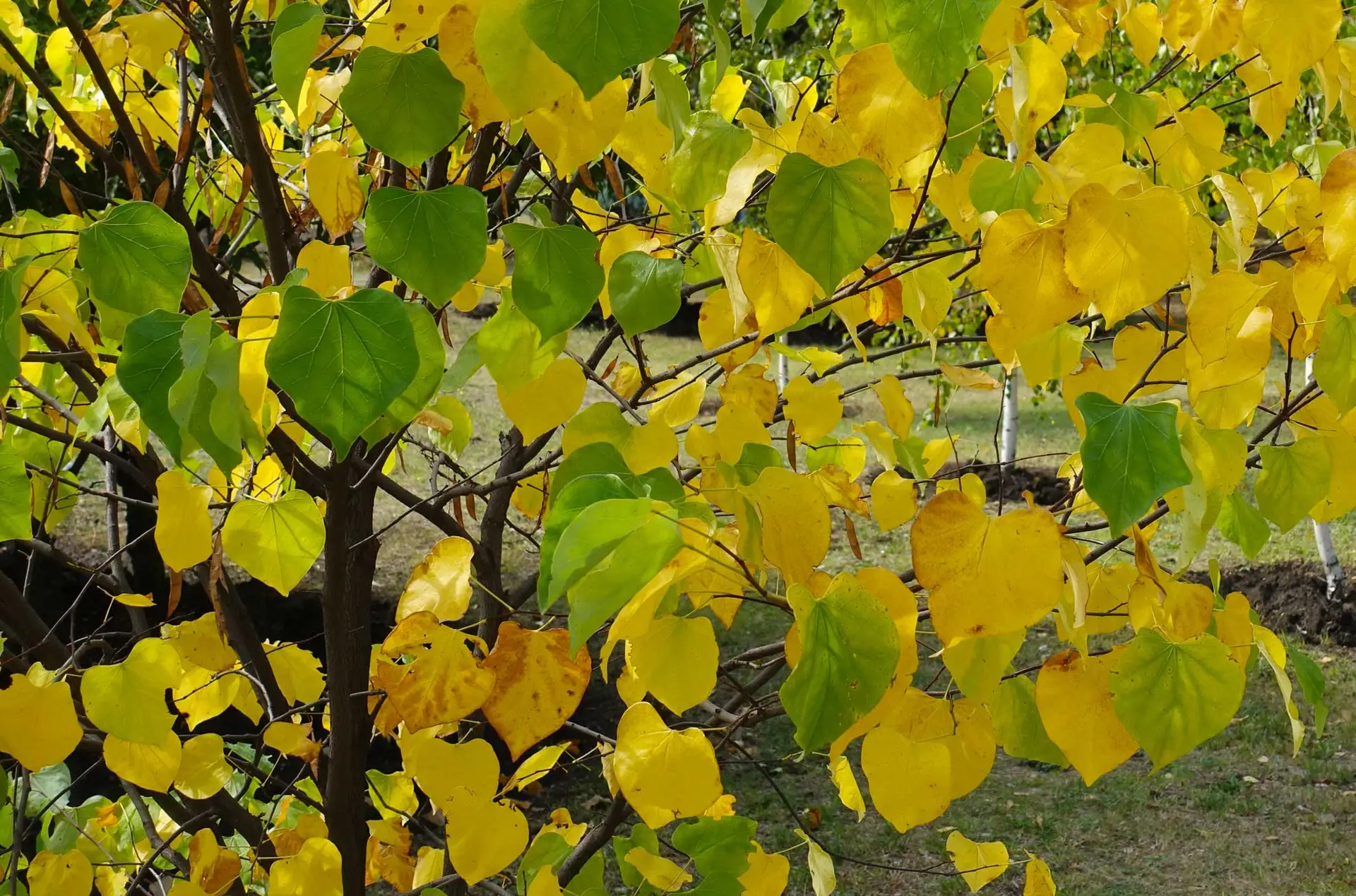 Eastern redbud in fall, heart-shaped leaves turning yellow