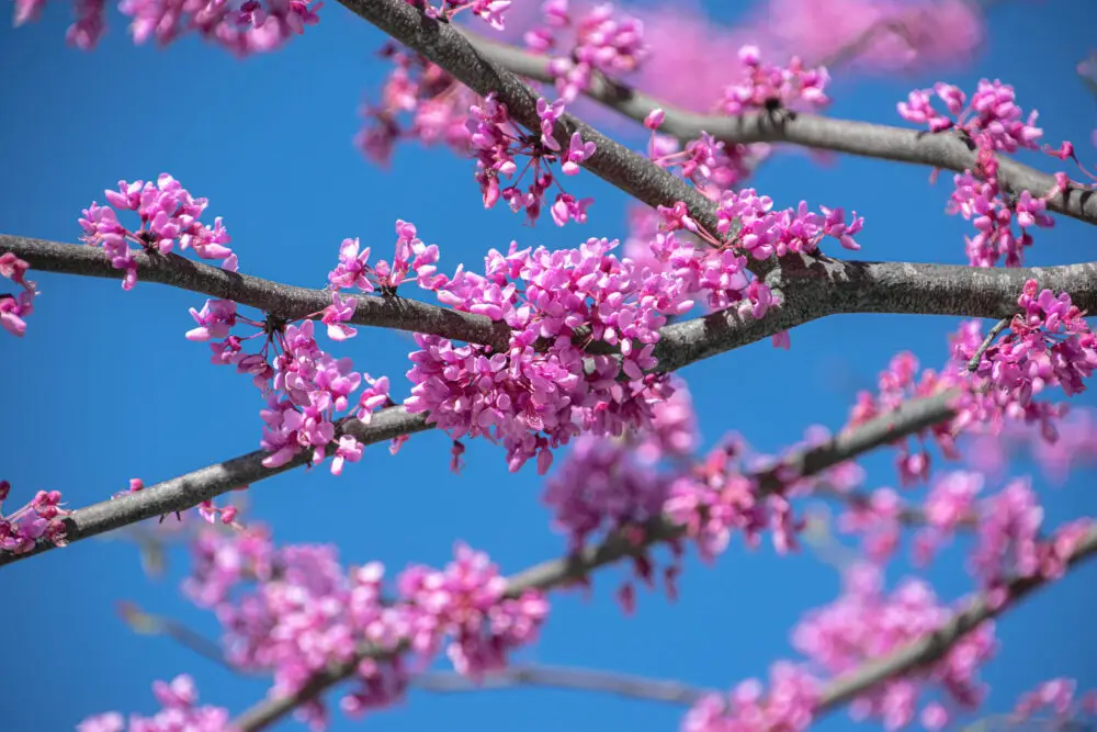 Redbud branches in bloom against a blue spring sky