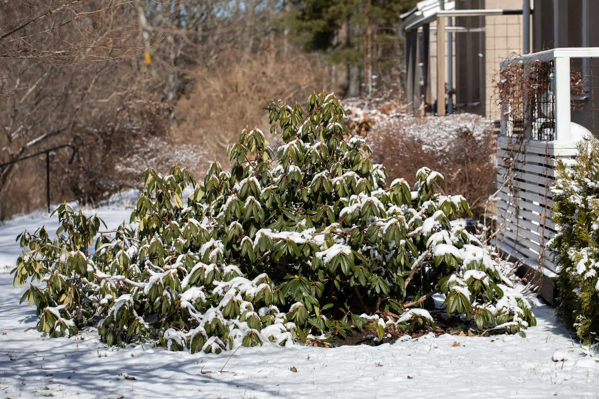 Rosebay rhododendron keeping its dark green leaves under fresh snow beside a house