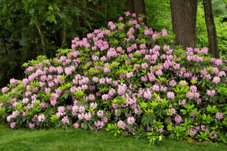 The Beauty and Benefits of Native Rhododendrons The Plant Native