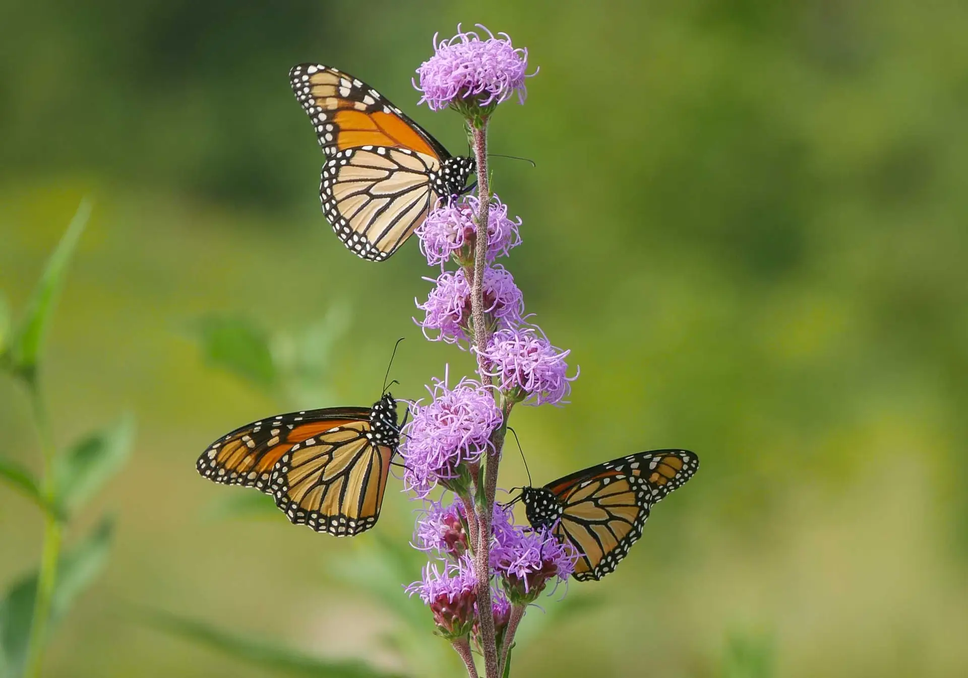 Rough blazing star, a stem of round purple flower tufts with three monarch butterflies