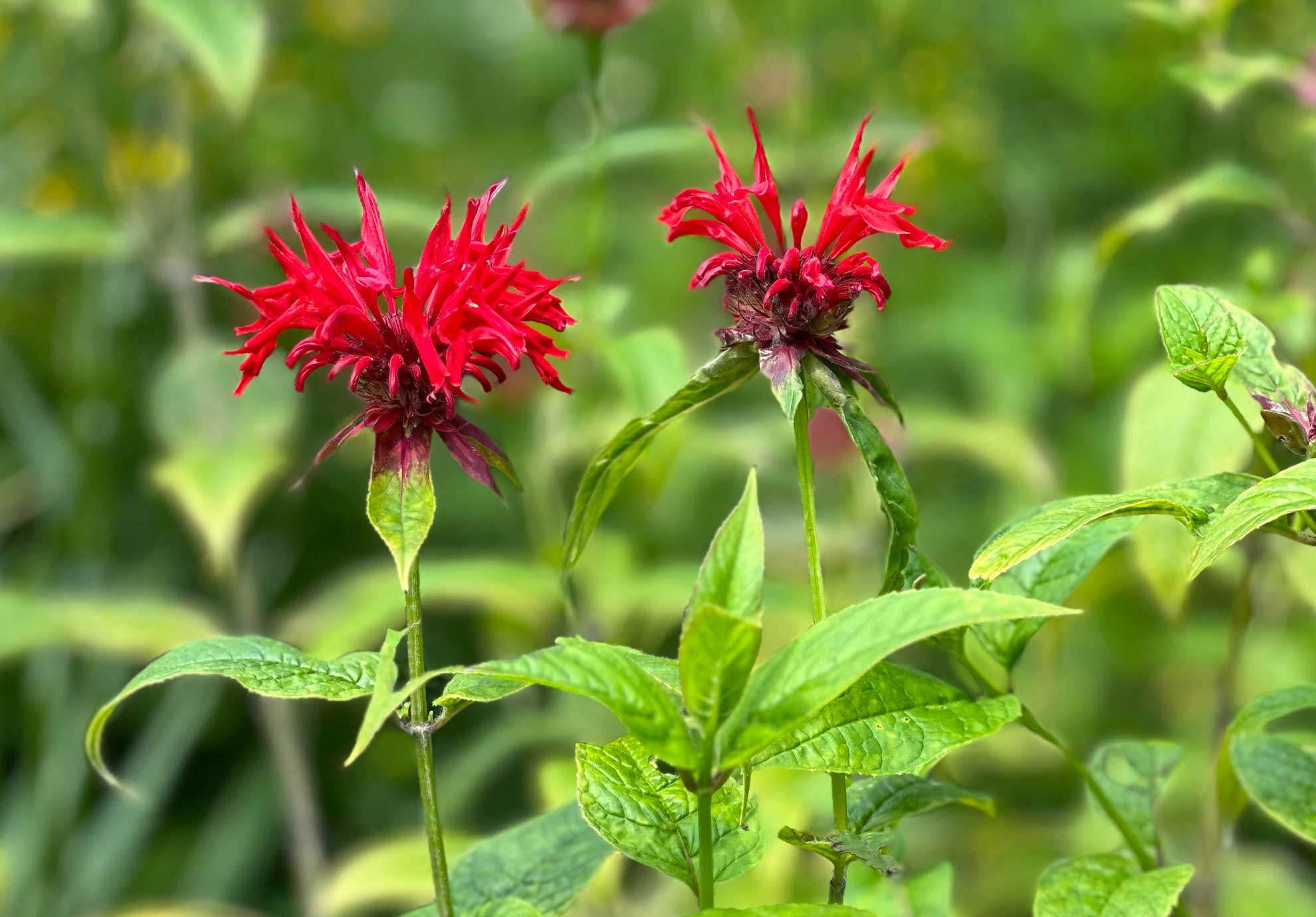 Benefits Of Planting Native Bee Balm The Plant Native