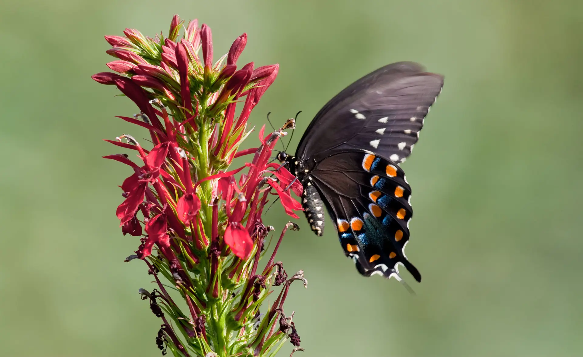 Spicebush swallowtail butterfly feeding on a cardinal flower