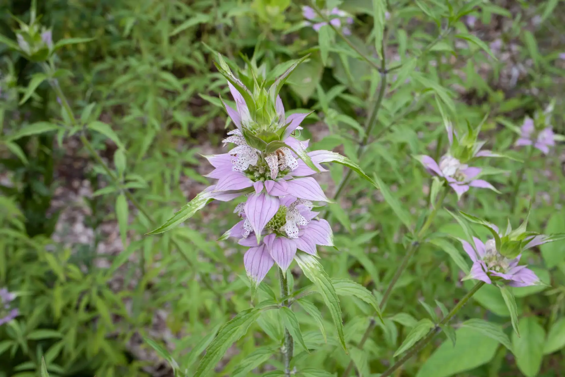 Spotted bee balm, pale lavender flowers with purple-freckled petals in tiers