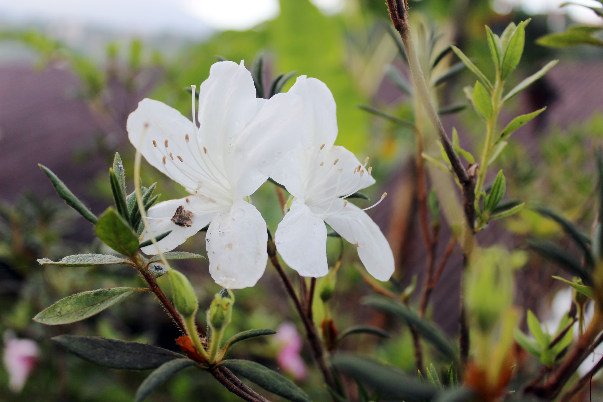 The Beauty and Benefits of Native Azaleas The Plant Native