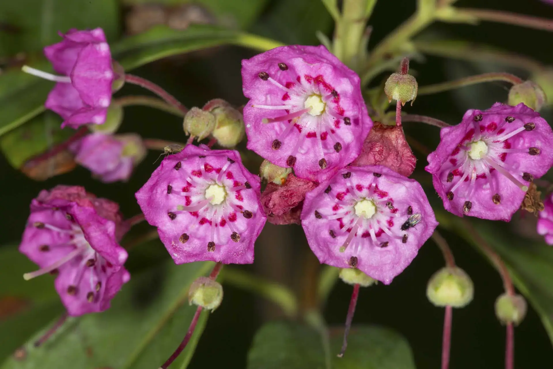 Swamp mountain laurel, small magenta-pink cup-shaped flowers with dark flecks