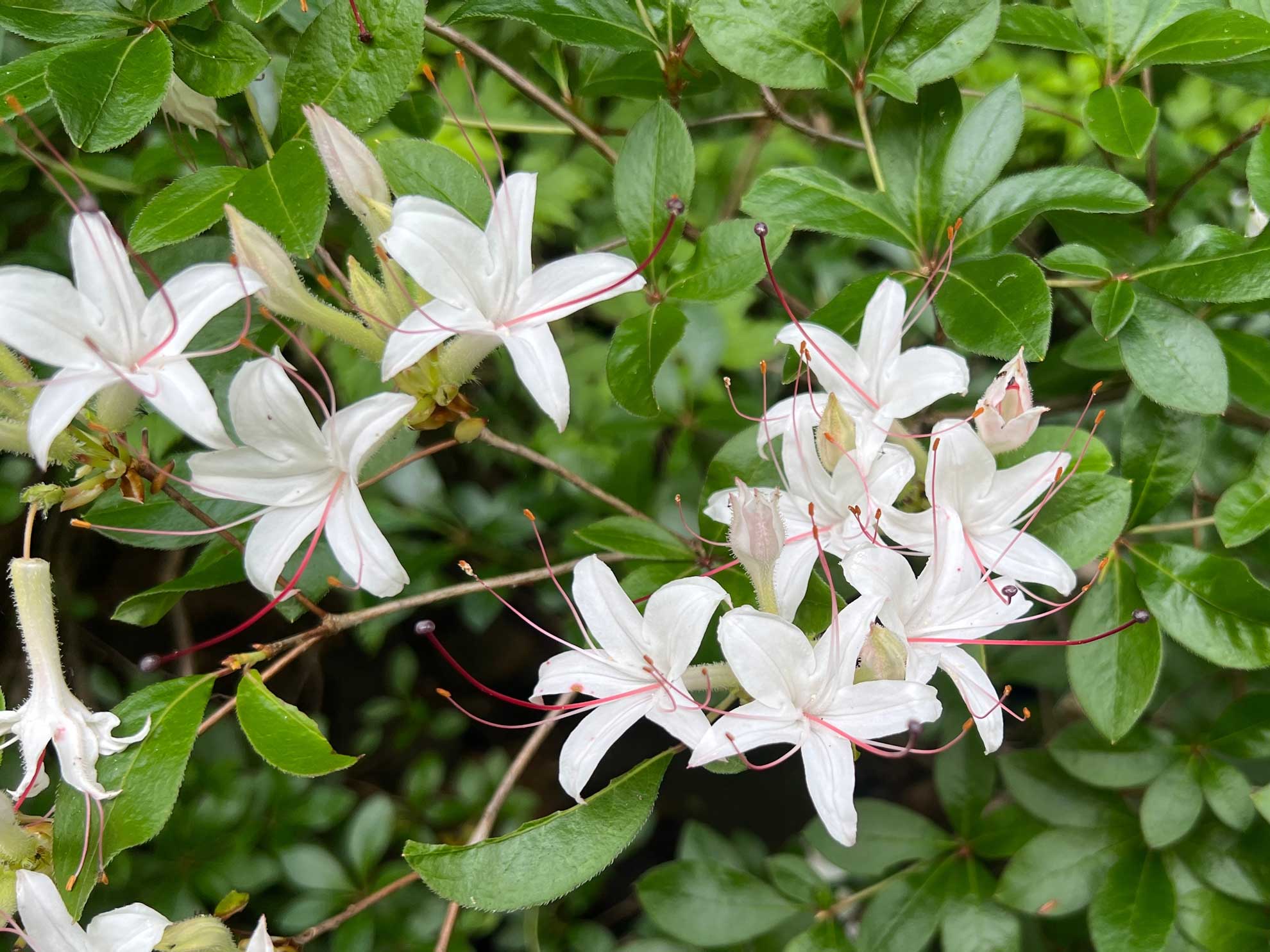 The Beauty and Benefits of Native Azaleas The Plant Native