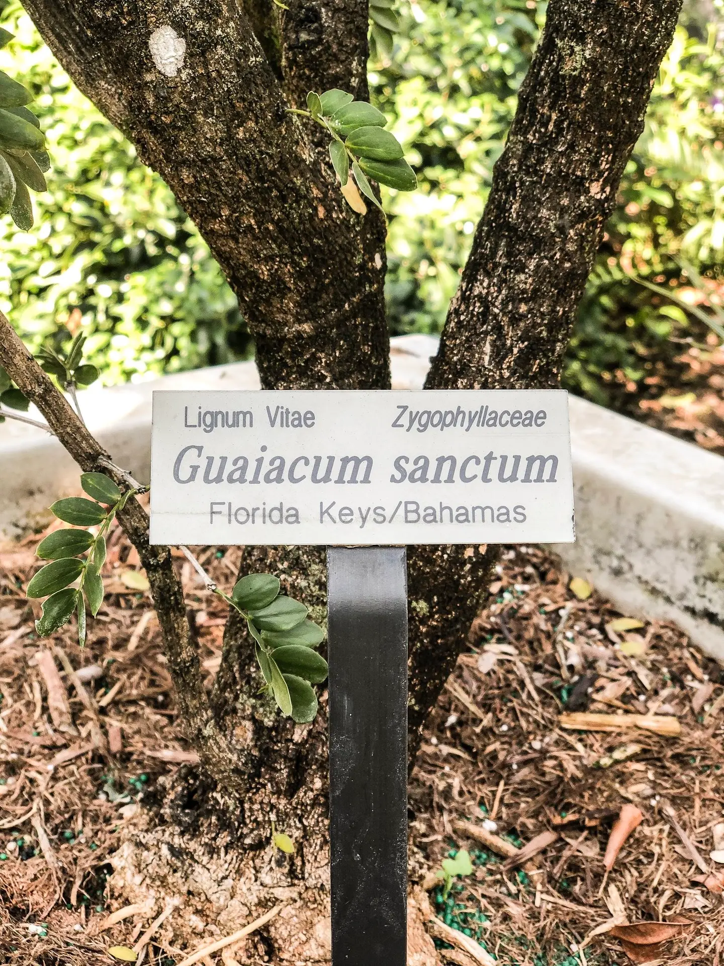 Do I need to learn Latin plant names? The Plant Native