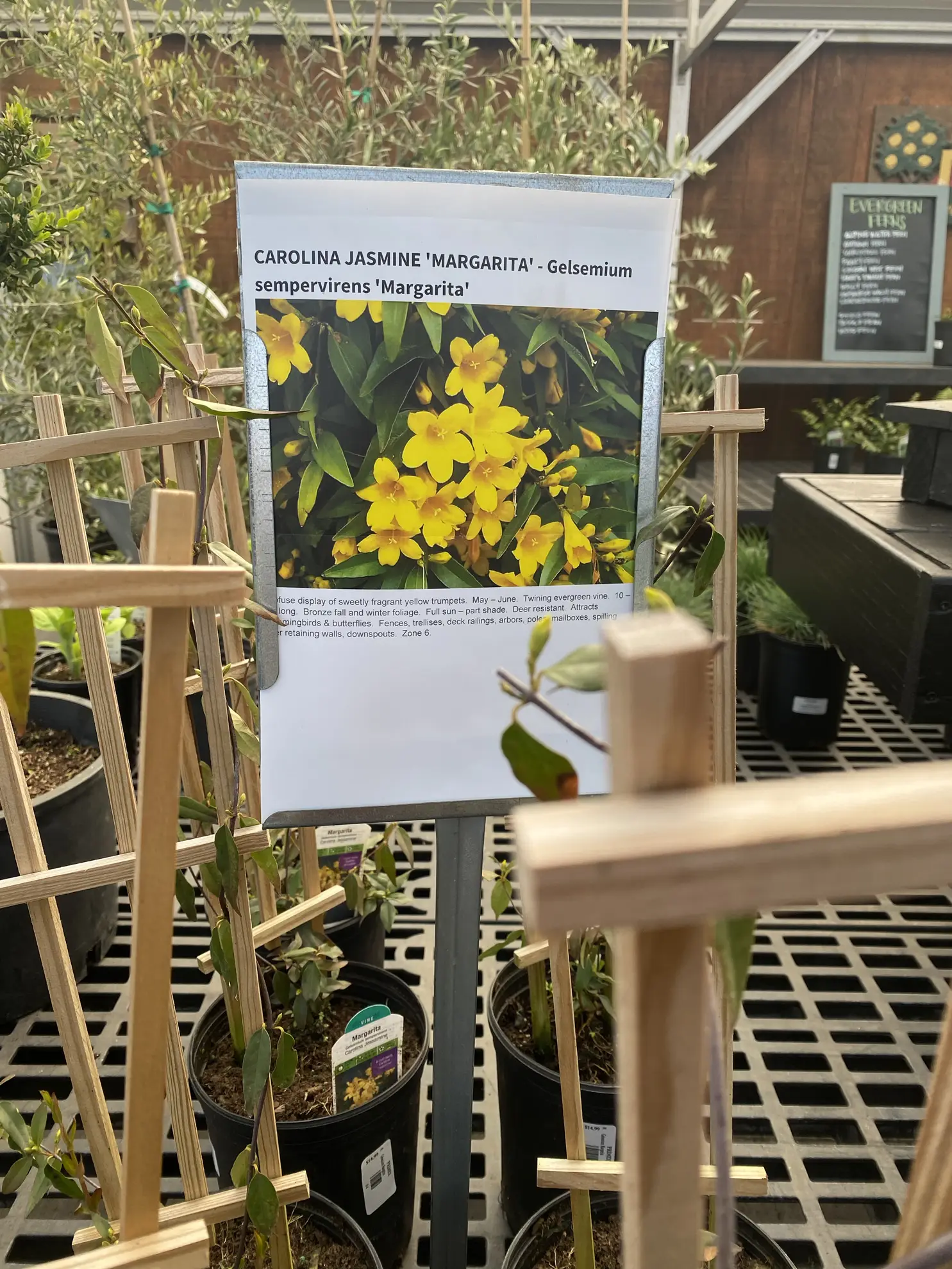 Nursery sign for Carolina jasmine ‘Margarita’ above potted vines on bamboo trellises