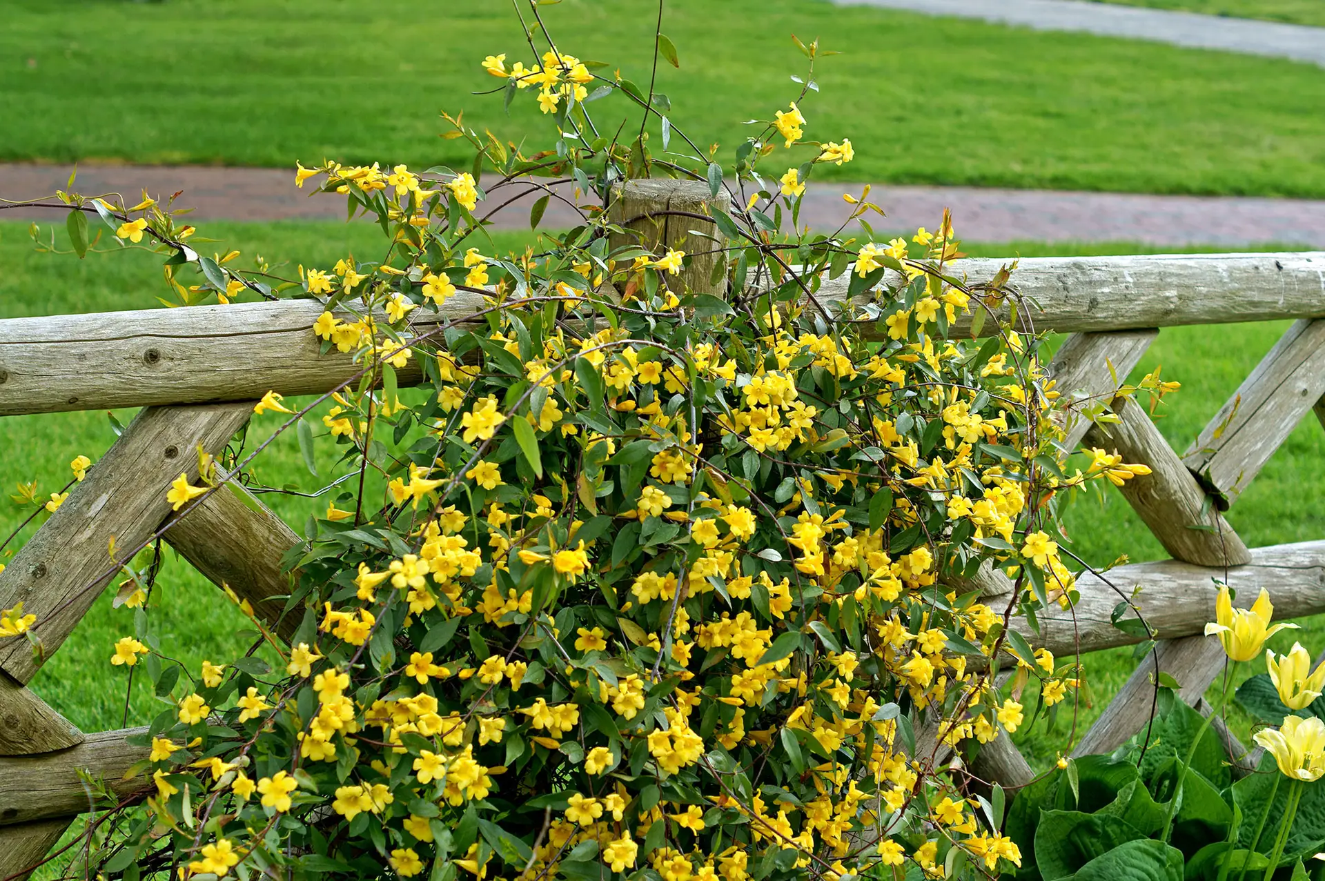 Carolina jessamine in full yellow bloom climbing a split-rail fence beside a lawn