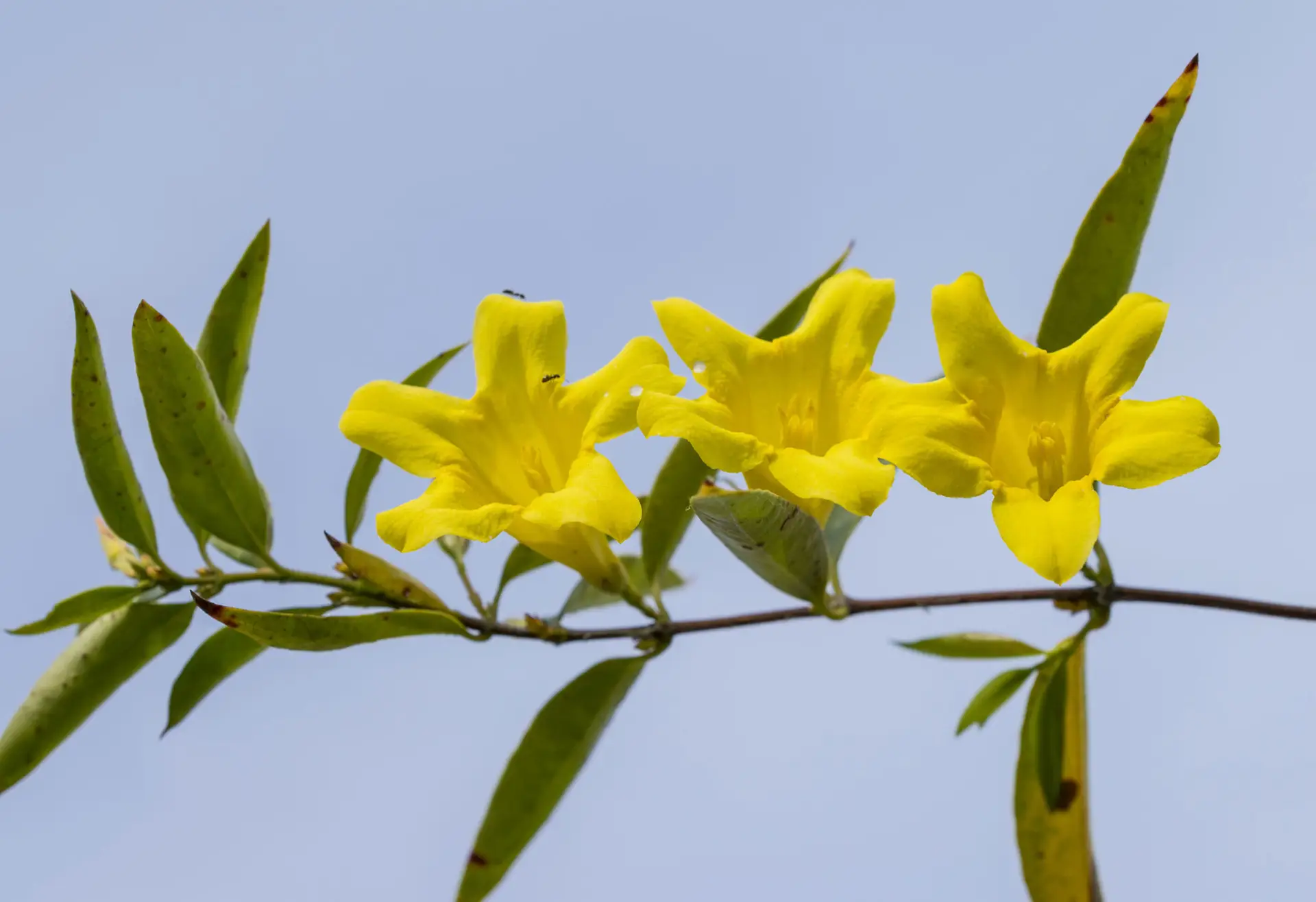 Carolina jessamine, three yellow trumpet flowers on a slender stem against the sky