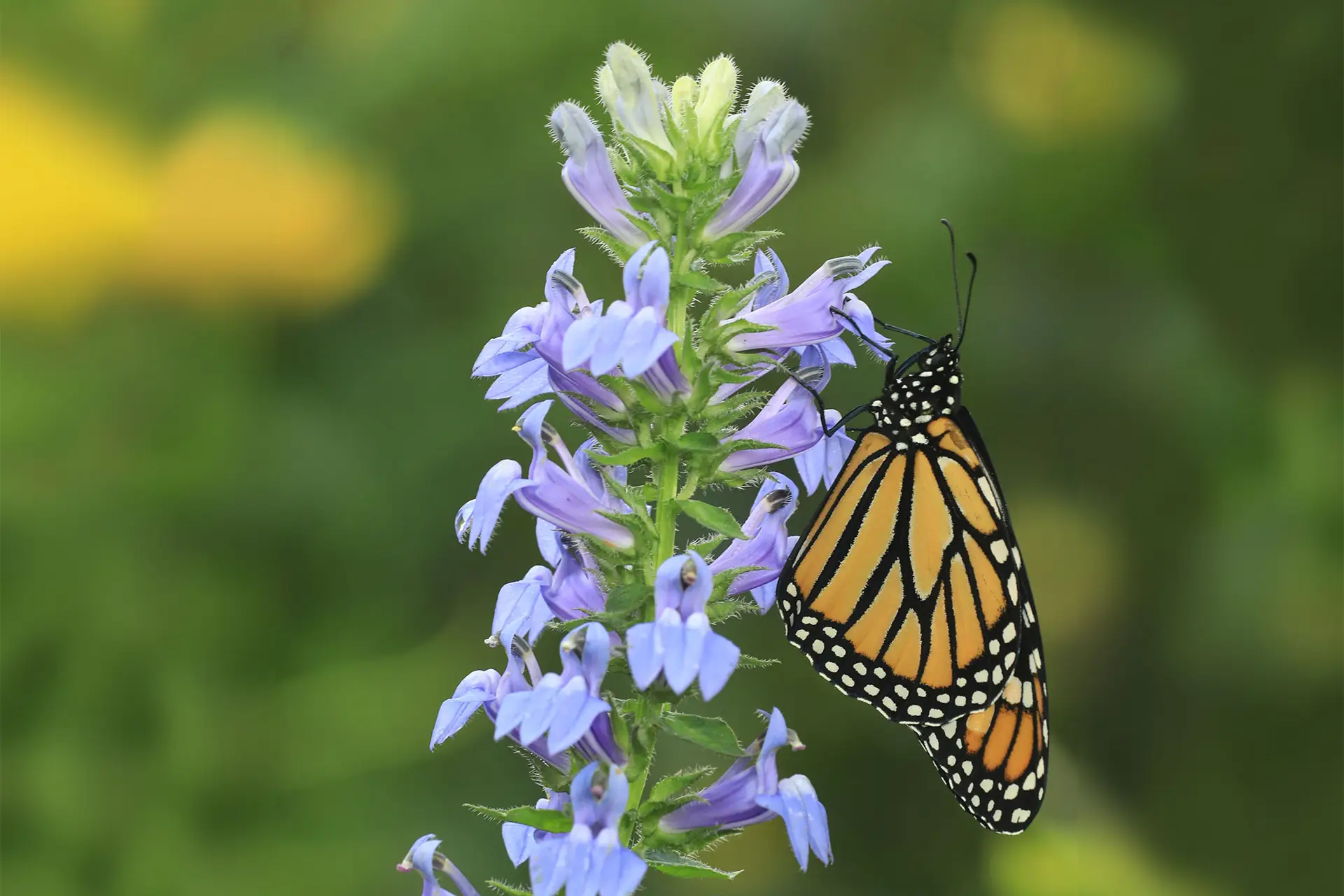 Monarch butterfly on a spike of blue great blue lobelia flowers