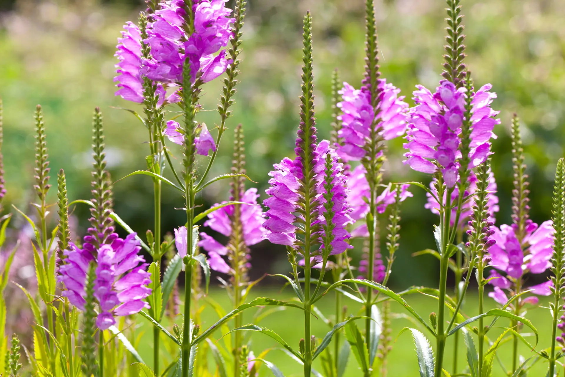 Obedient plant, spikes of bright pink tube-shaped flowers