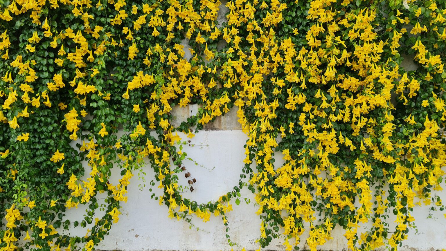 carolina-jessamine-beauty-for-beginners-the-plant-native