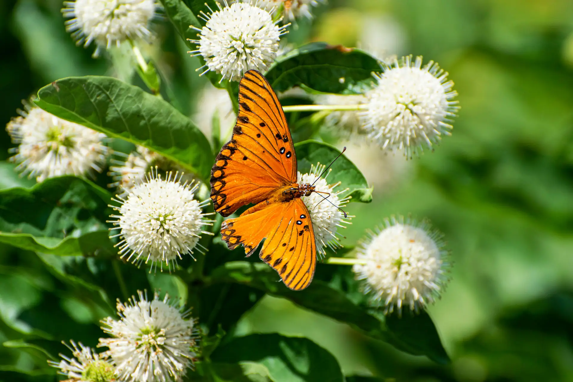 Gulf fritillary butterfly on a round white buttonbush flower