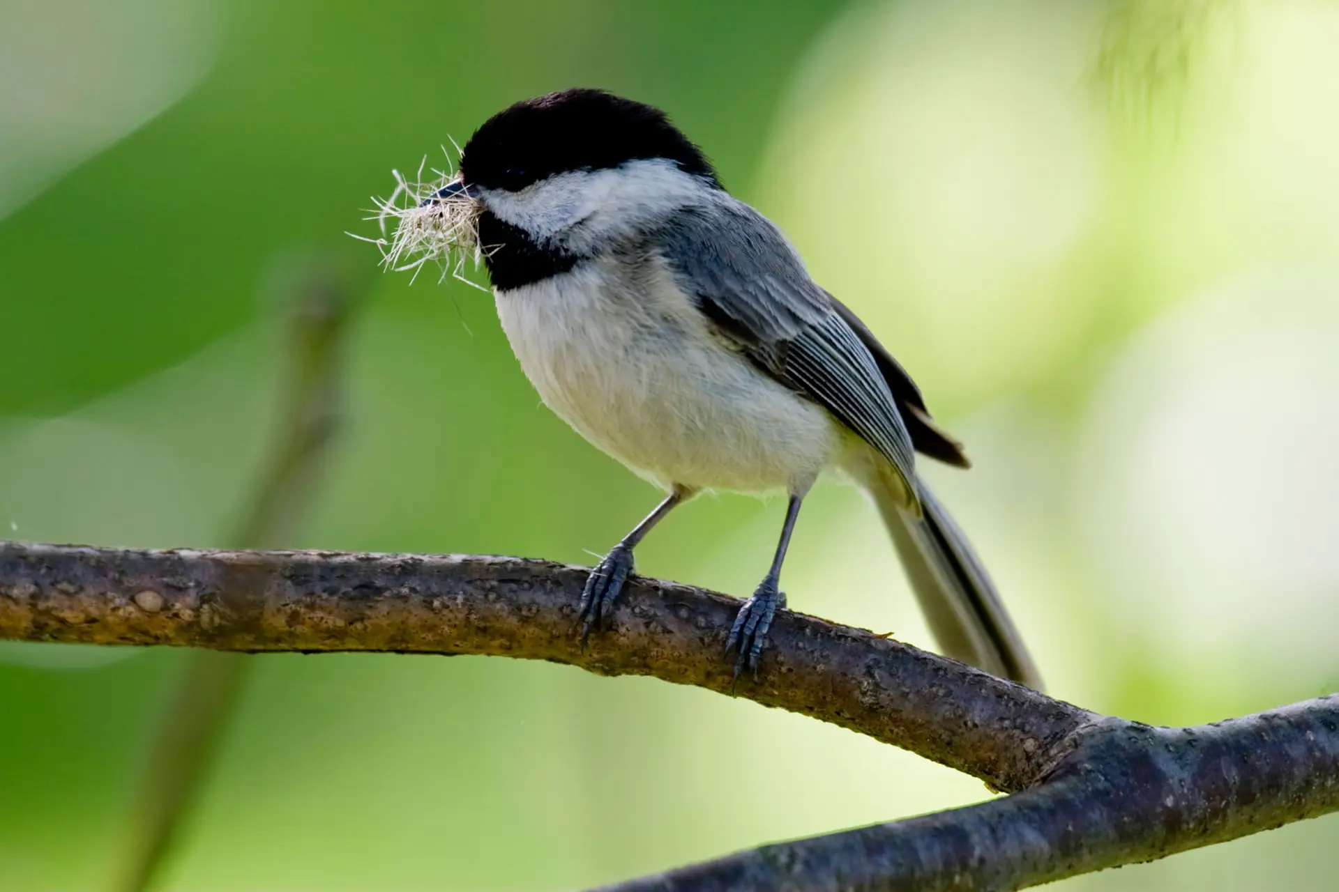 Carolina chickadee on a branch with nesting fluff in its beak