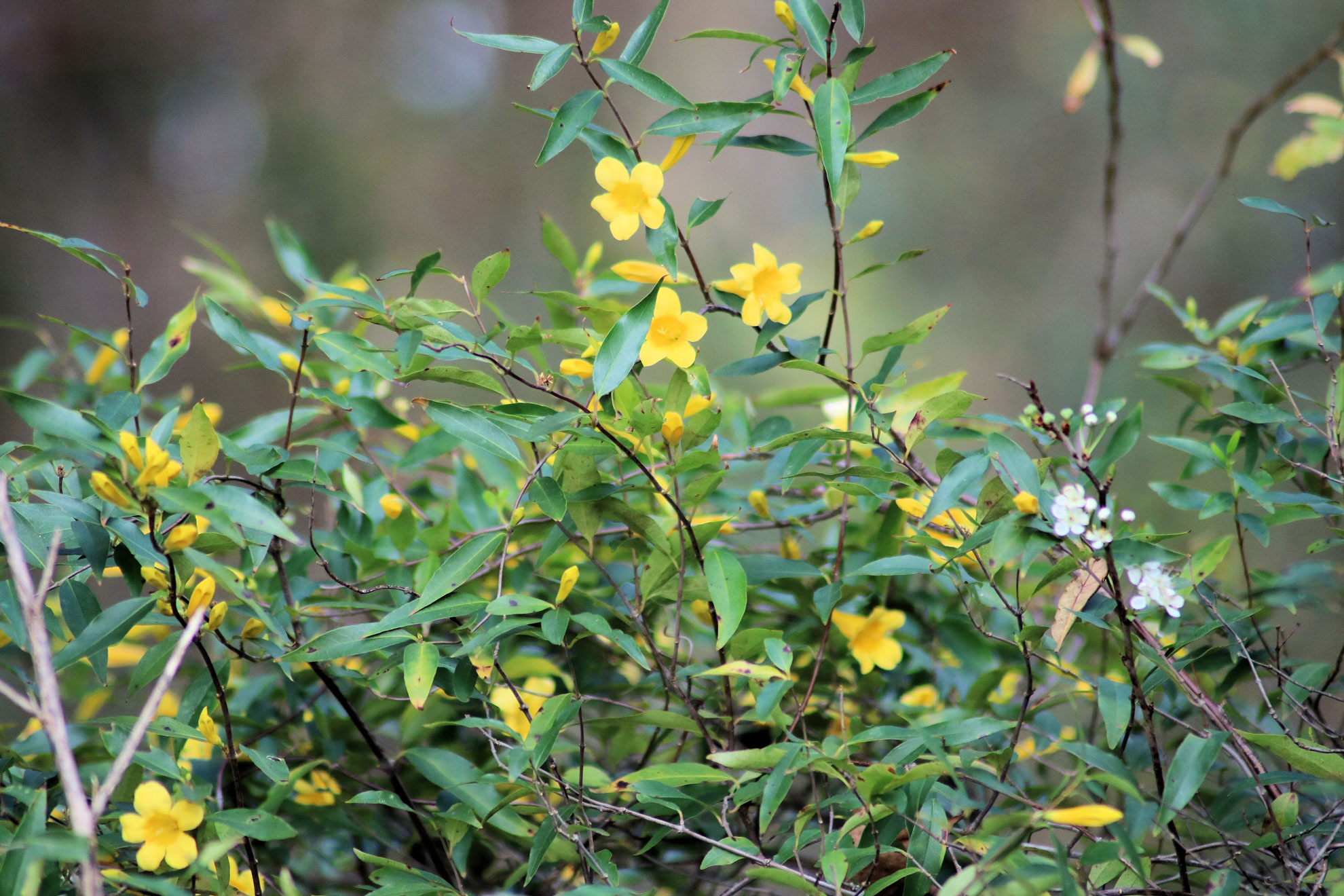 Carolina Jessamine Beauty For Beginners The Plant Native