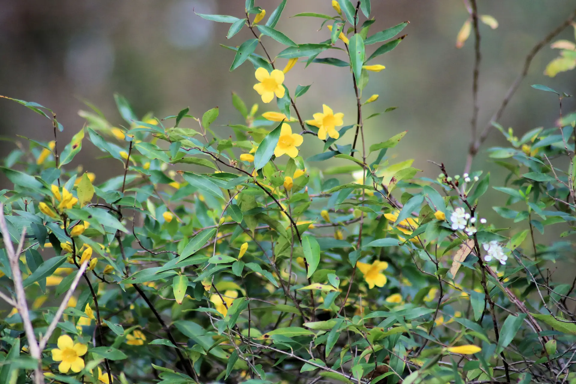 Carolina jessamine, yellow flowers scattered along its arching green vines