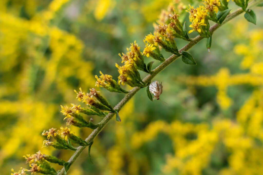Goldenrod Planting Guide The Plant Native