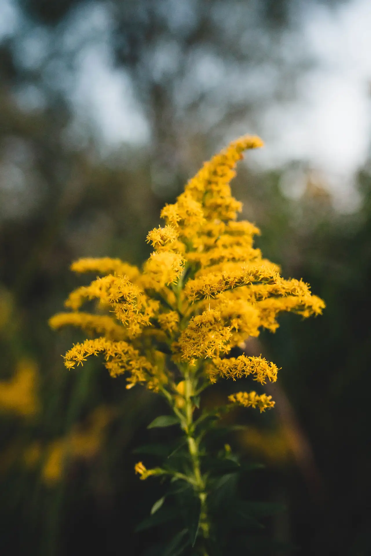 Goldenrod, an arching plume of tiny golden flowers