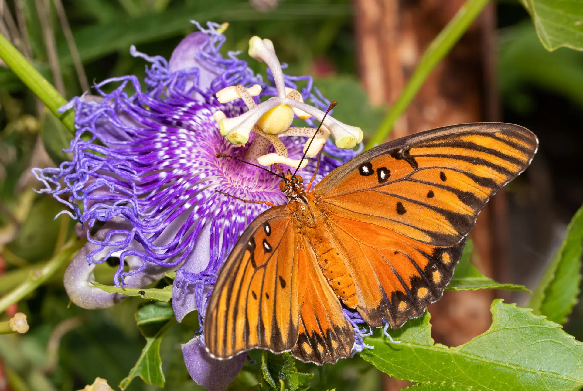 Gulf fritillary butterfly on a frilly purple maypop flower
