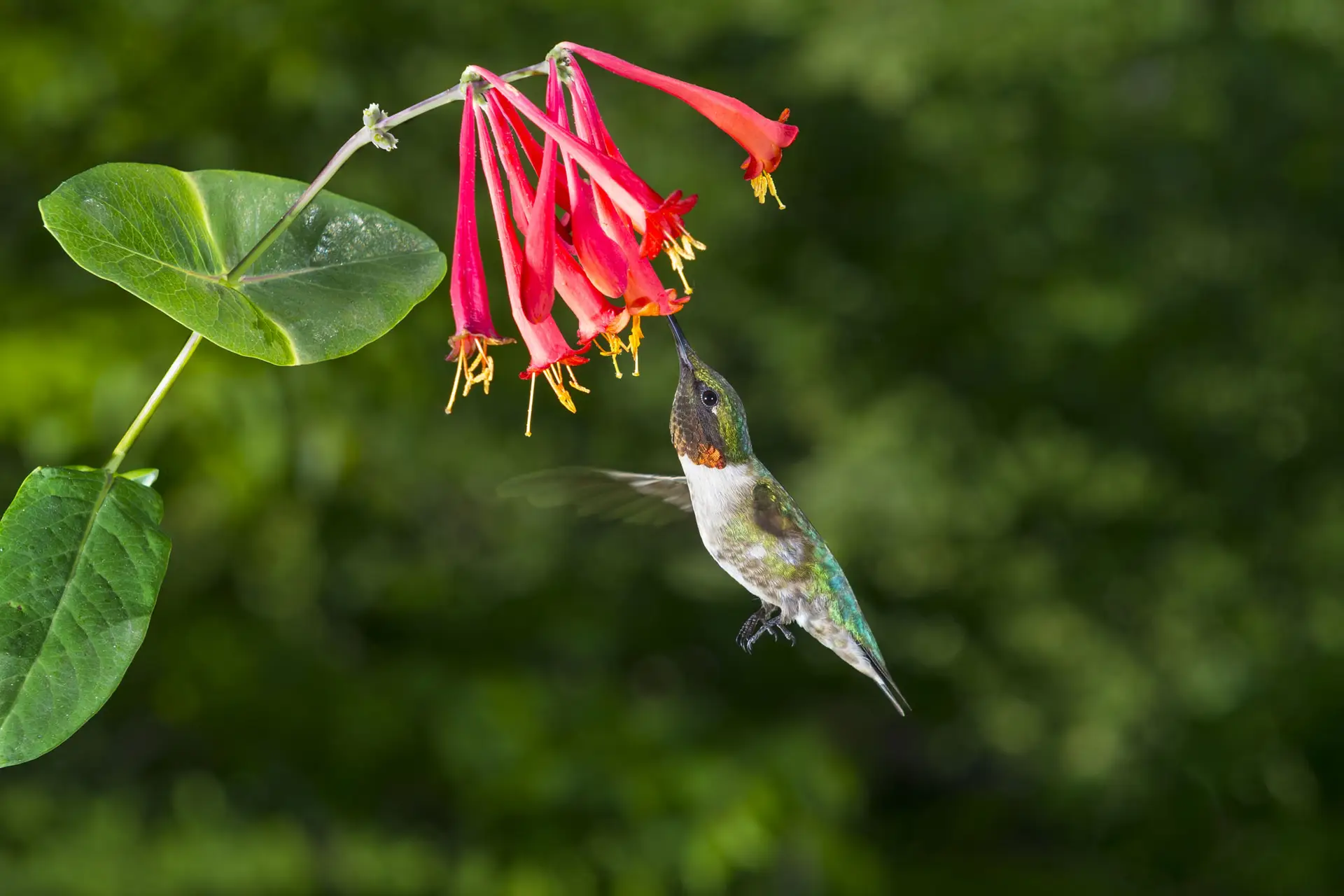 Coral honeysuckle flowers with a ruby-throated hummingbird drinking from them