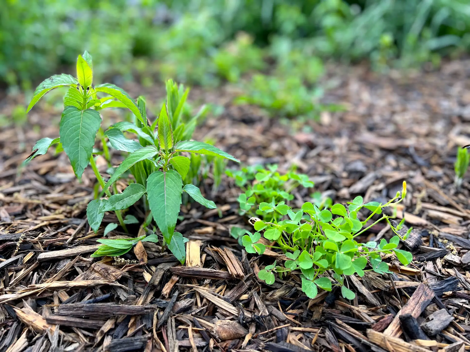 Weeds sprouting through wood chip mulch
