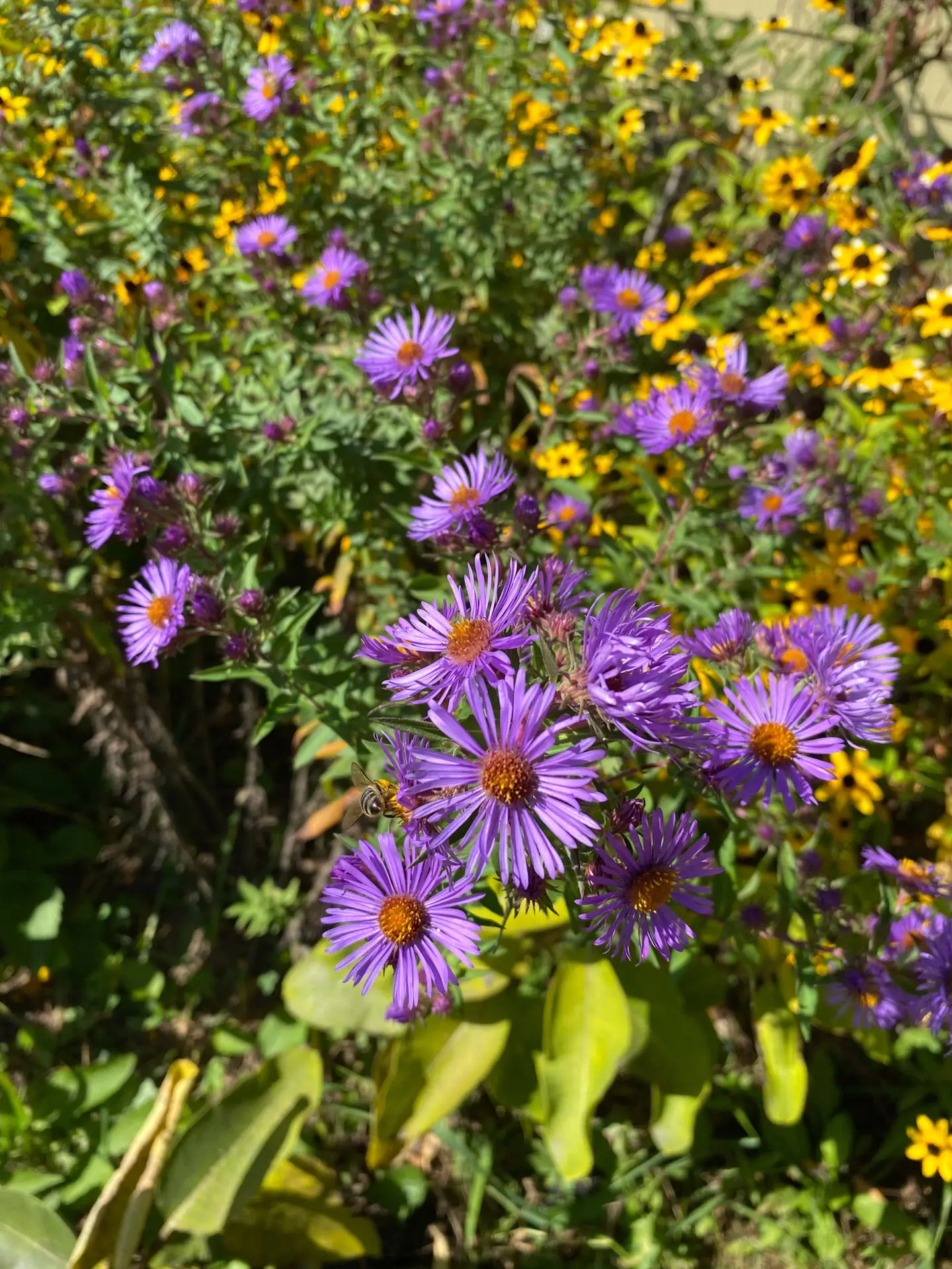 New England asters, purple daisy flowers with black-eyed Susans behind