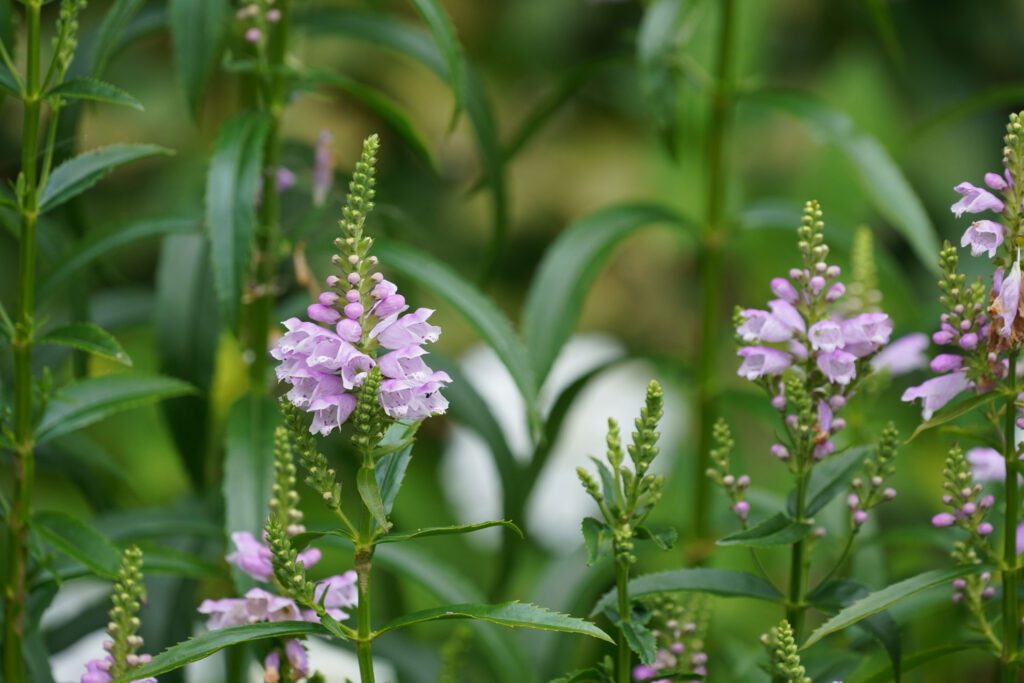 Add Obedient Plant to Your Garden | The Plant Native