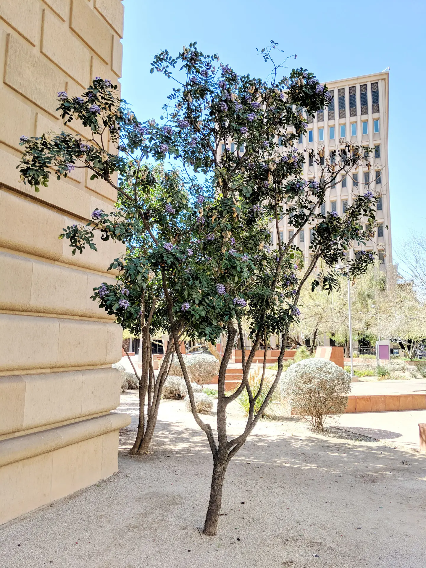 Texas mountain laurel grown as a small tree beside a building