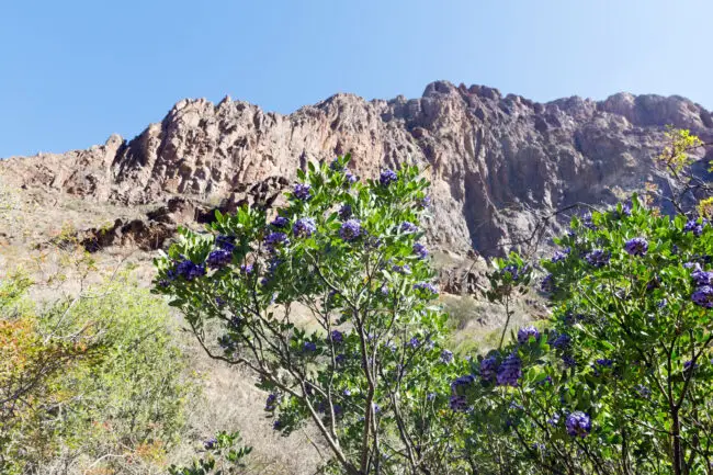 Rugged rocky cliff under a clear blue sky with green shrubs and purple flowers in the foreground.