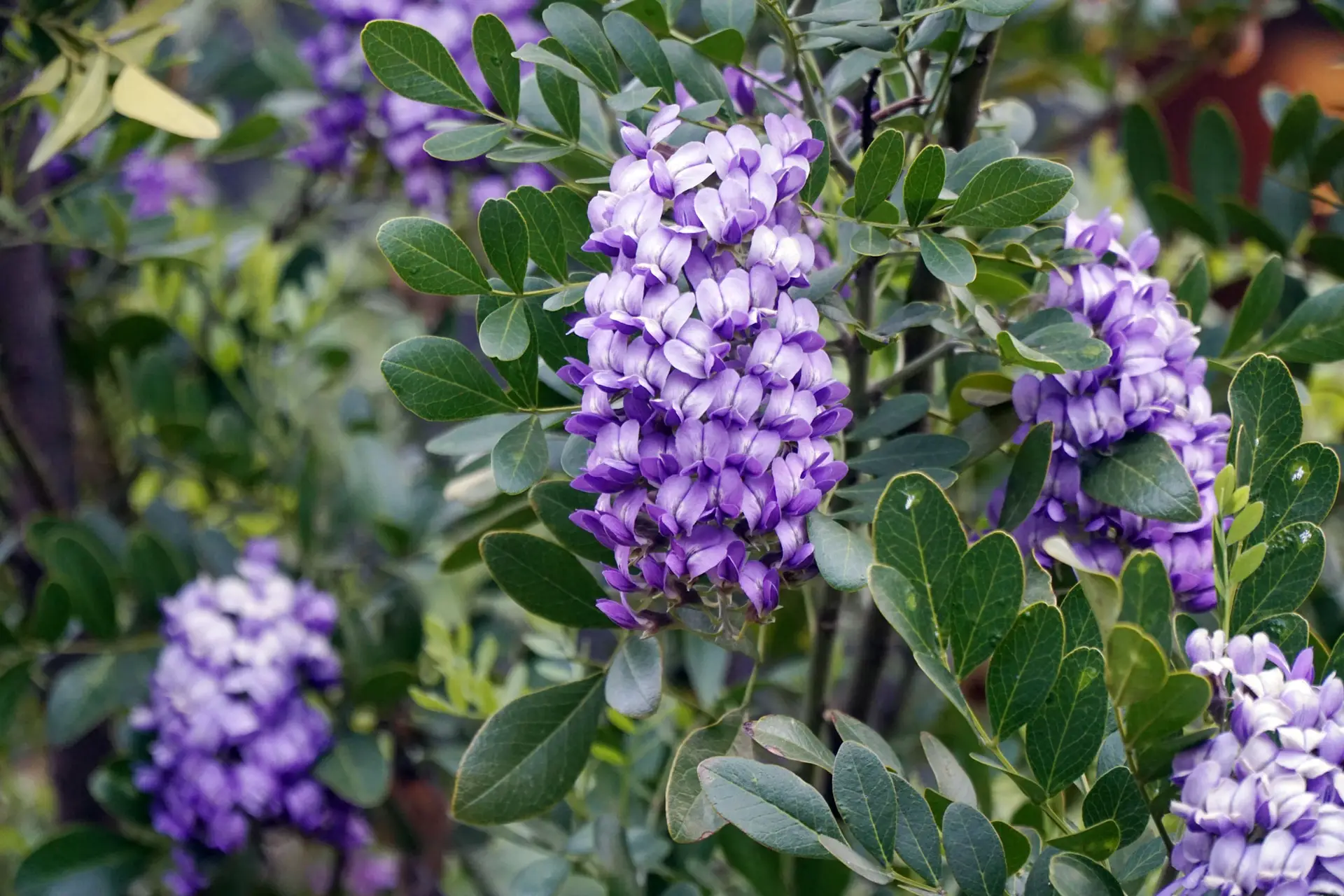 Texas mountain laurel, hanging clusters of purple pea flowers among glossy leaves