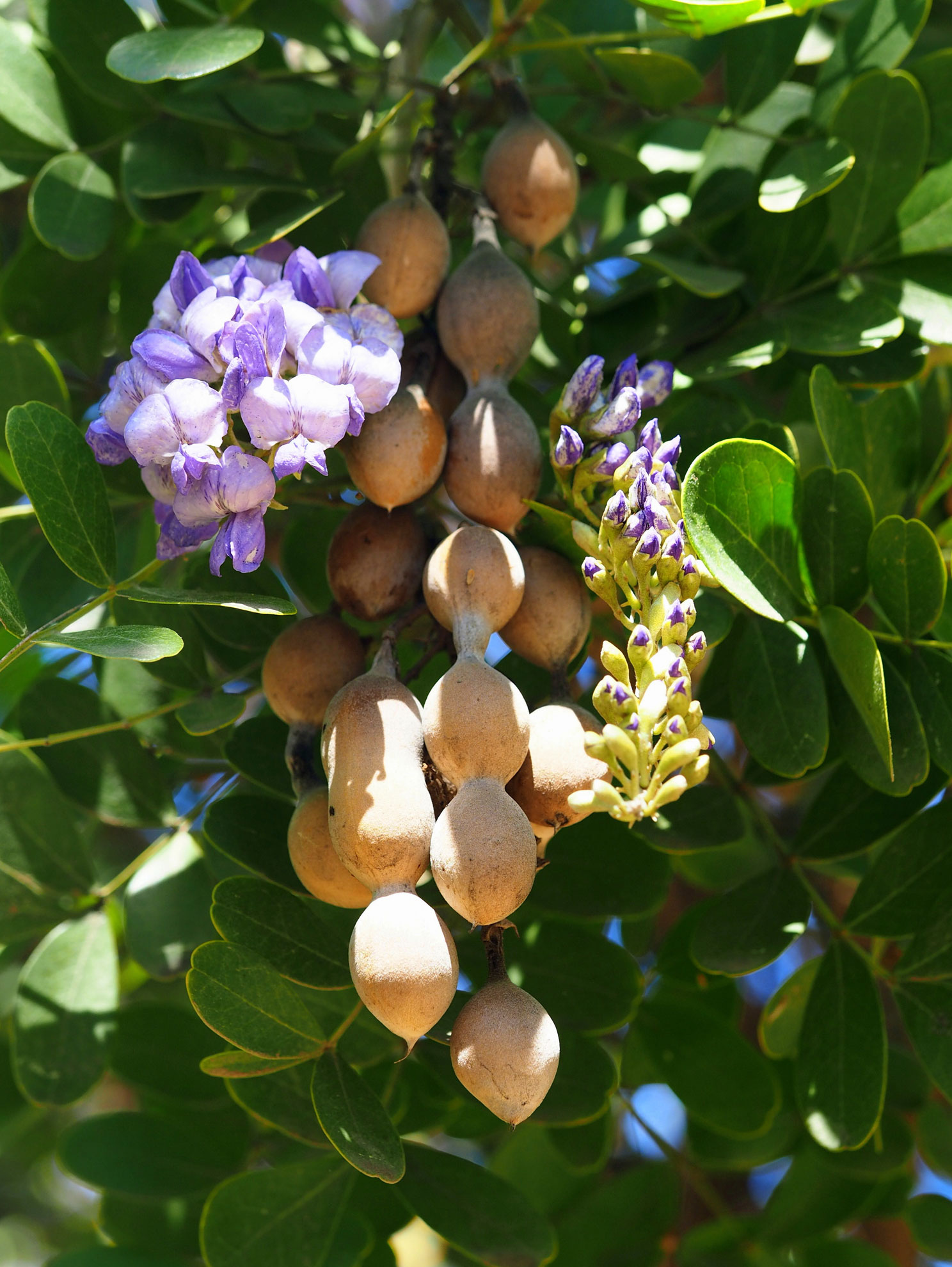 Discover the Beauty and Benefits of Texas Mountain Laurel The Plant