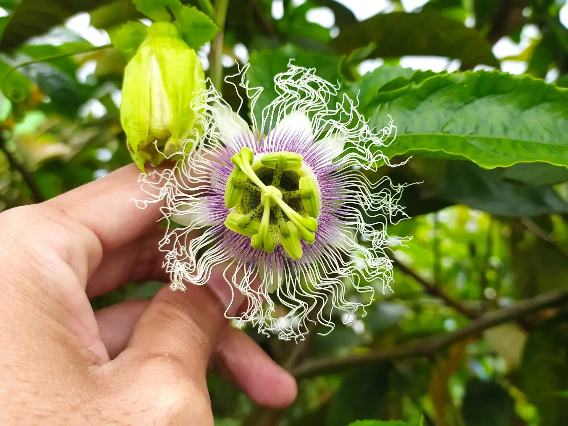 Passionflower held in a hand, a frilly white and purple flower beside a green bud