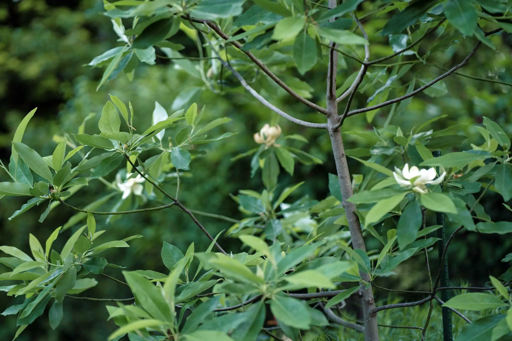 Sweetbay magnolia, an open canopy with a few creamy flowers among the leaves