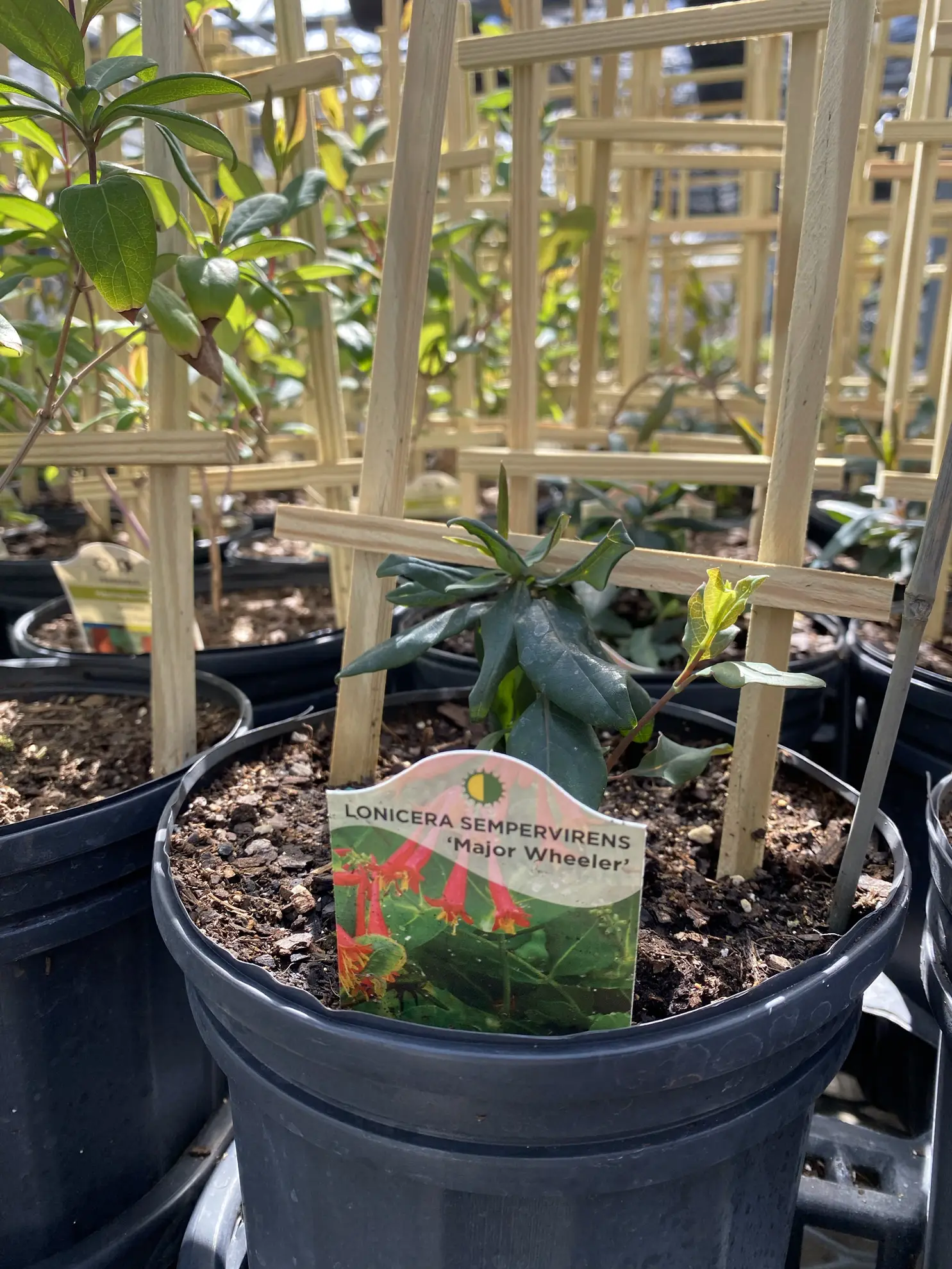 Young coral honeysuckle in a nursery pot with a ‘Major Wheeler’ tag and a bamboo trellis