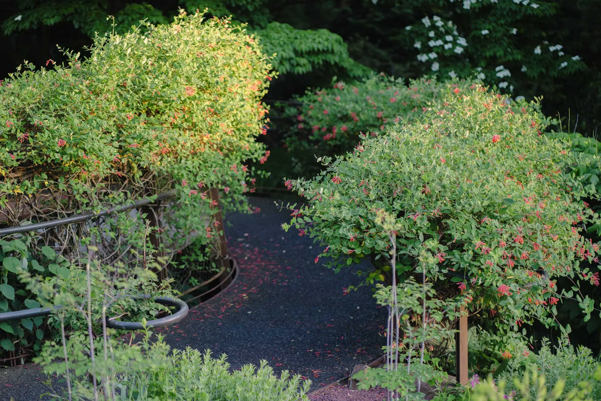 Coral honeysuckle trained over arches along a gravel walkway at Chanticleer garden